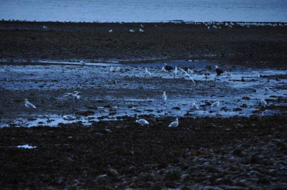 Águias e gaivotas compartem os salmões que sobem por riacho em parque de Sitka, no sudeste do Alaska